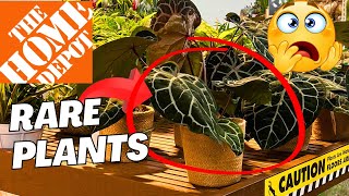 Don’t Miss This Rare Plant at Home Depot—Great Price, But It Won’t Last Long!