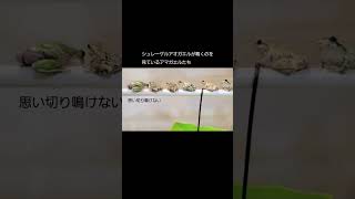 この状況では鳴きづらいシュレーゲルアオガエル