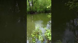 Только закинул удочку и сразу клюнул Карась. #fishing #рыбалка