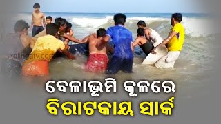 Blue Whale Shark Washed Ashore In Sunapur Sea Beach Of Ganjam || Kalinga TV