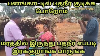 நுங்கு பறித்து பதநீர் குடிக்க போறோம்|யாருக்கெல்லாம் பதநீர் வேணும். Palm tree. #trending #palmtree