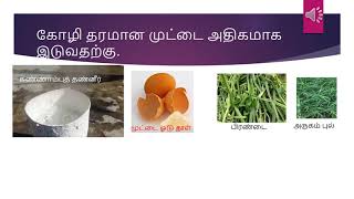 முட்டை இடாத கோழிகள் தரமான முட்டை இடுவதற்கு -PartII