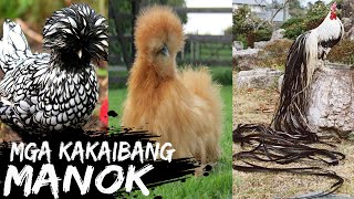 KAKAIBA AT KAKATWANG LAHI NG MANOK NA HINDI MU PA ALAM | LIKE MARIA'S STORY