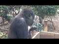 gorilla⭐️ like a baby gentaro sucks his finger while waiting for his beloved zookeeper.【momotaro】