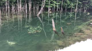 山口県 一ノ俣桜公園