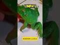 Kodok lucu suka lompat #katak #frog  #lucu #funnyvideo #funnyshorts #funnyvideos #kodoksukalompat