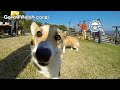 20131117 corgis homecoming part 2 milk u0026 alexandra カメラを追うコーギー goro@welsh corgi