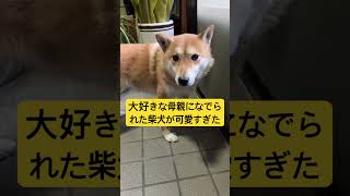 母親のなでなでにうっとり…幸せそうな柴犬が可愛すぎた！