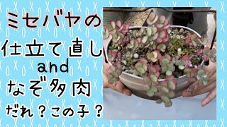 【多肉植物】ミセバヤの仕立て直しと謎の子を発見したので仕立て直します♪