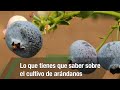 Lo que tienes que saber sobre el cultivo de arándanos- TvAgro por Juan Gonzalo Angel Restrepo