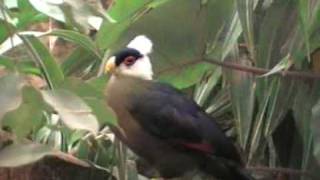 White-crested turaco