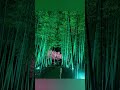 広島市　夜桜ライトアップ　縮景園