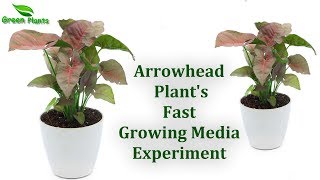 Arrowhead plant Best & Fast Growing Media Experiment | Best Soil For Arrowhead plants//GREEN PLANTS