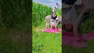 Funny Donkey Moments! Training \u0026 Riding with a Fun Twist!  007