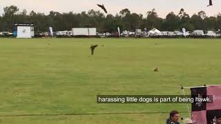 The most vicious hawk attack the dog and the scene is shocking