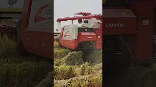 new paddy harvester Lovol Rg108plus - speed matters 😉