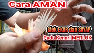 Cara aman Stek Ekor dan sayap pada kenari Merlok I proses stek ekor dan sayap kenari merlok