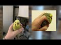 things budgies hate and humans do