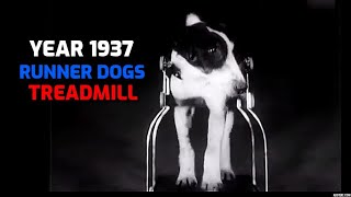 44 seconds - Year 1937 - treadmill for #runner dogs