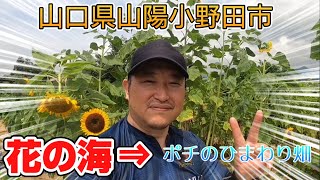 山口県山陽小野田市　花の海⇒ポチのひまわり畑　サイクリング#サイクリング #ひまわり畑