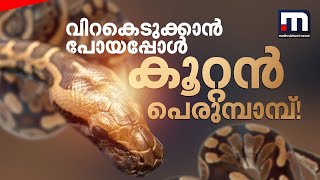 വിറകെടുക്കാൻ പോയപ്പോൾ കൂറ്റൻ പെരുമ്പാമ്പ്! ഞെട്ടി വീട്ടുകാർ | Python | Snake