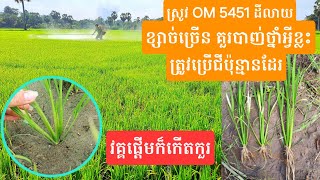 ស្រូវ OM 5451 វគ្គកកើតកួរបាចជីប៉ុន្មាន និងបាញ់ថ្នាំអ្វីខ្លះ??