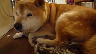 それマフラーなんだけど・・でもなんだか嬉しいな♪爺ちゃん柴犬shibainu