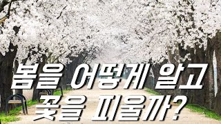 봄을 어떻게 알고 꽃을 피울까?