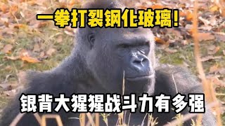 一拳打裂钢化玻璃！银背大猩猩战斗力有多强，能否完胜老虎？