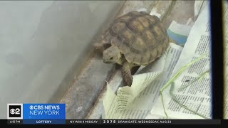 CDC warns about salmonella outbreak linked to small turtles