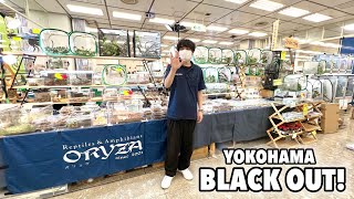 生き物イベントにいた激レア○○たちが美しすぎた【ブラックアウト横浜】