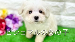 ミックス犬・ビショマルの子犬　（和歌山）