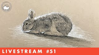 Drawing a Snowshoe Hare in Pen & Ink - LiveStream #51