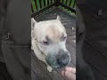 to think this boy has 700 psi and can be so gentle canecorso shorts shortvideo dog viralshorts