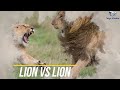 సింహం యొక్క ప్రమాదకరమైన దాడులు top most amazing lion attacks lion king.