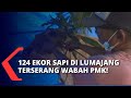 124 Ekor Sapi di Lumajang Positif Terserang Wabah PMK, Ini Tindakan yang Dilakukan Pemkab Lumajang