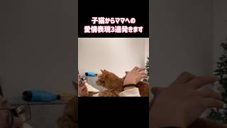 ママへの愛が溢れ出ちゃう超甘えん坊の子猫【保護猫】