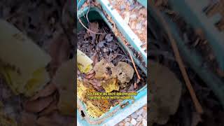 Picture-Perfect Honey Bee Colony Inside a Meter Box | #beehive #honeybee #nature #shorts