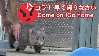 飼育員に怒られたコウちゃん🌸Wombat KOH got scolded/ angry by the zoo keeper !! 【動くぬいぐるみ】