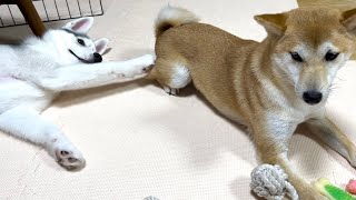 柴犬にケツパンチして最後にブチギレられるシベリアンハスキーの子犬