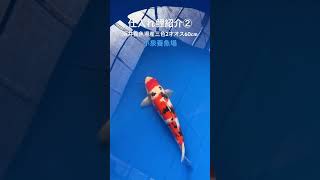 【仕入れ鯉紹介②】阪井養魚場産三色2才オス60cm#koi #錦鯉 #小泉養魚場 #阪井養魚場