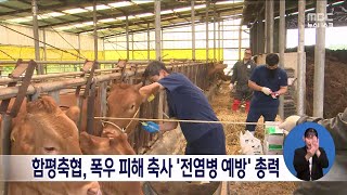 함평축협, 폭우 피해 축사 '전염병 예방' 총력[목포MBC 뉴스데스크]