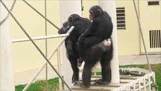 午後の食事は健康食　東山動植物園　チンパンジー　202101