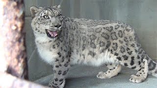 地震被災の熊本市動植物園にヒョウ３頭帰る