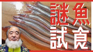 【謎魚】試食情報ゼロのハシナガアナゴを食べてみたら...【調理編】