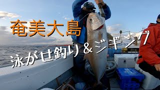 [奄美大島釣船] ジギング＆泳がせ釣りで、カンパチ連発‼️