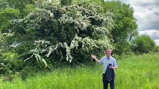 Knocknagrave Environmental Centre and Biodiversity Garden — The Whitethorn