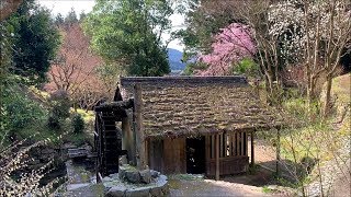 2019/04/02　石畳清流園の水車小屋としだれ桜　～愛媛県内子町～