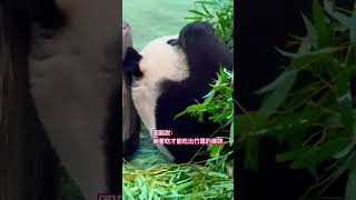 20240406圓圓麻躺著吃播竹葉^_^麻麻幫自己加分啦！#圓圓 #giantpanda #パンダ #圓仔 #圓寶#吃播