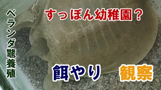 すっぽん幼稚園？　給餌編　字幕解説付き